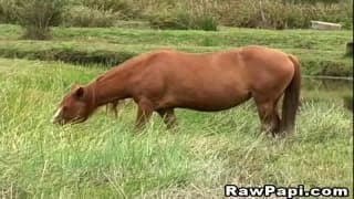 Hardcore, Anal, Latino, Bareback