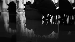 Belle femme chinoise baisse sur la table du salon vidéo 1