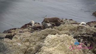 Leana Lovings se fait baiser tendrement et crûment en vacances !